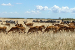 Herds_Maasai_Mara