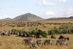 Masai_Mara_National_Reserve_042