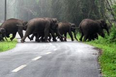 Wayanad-Elephants-6