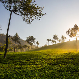 Leisure Trip Kerala